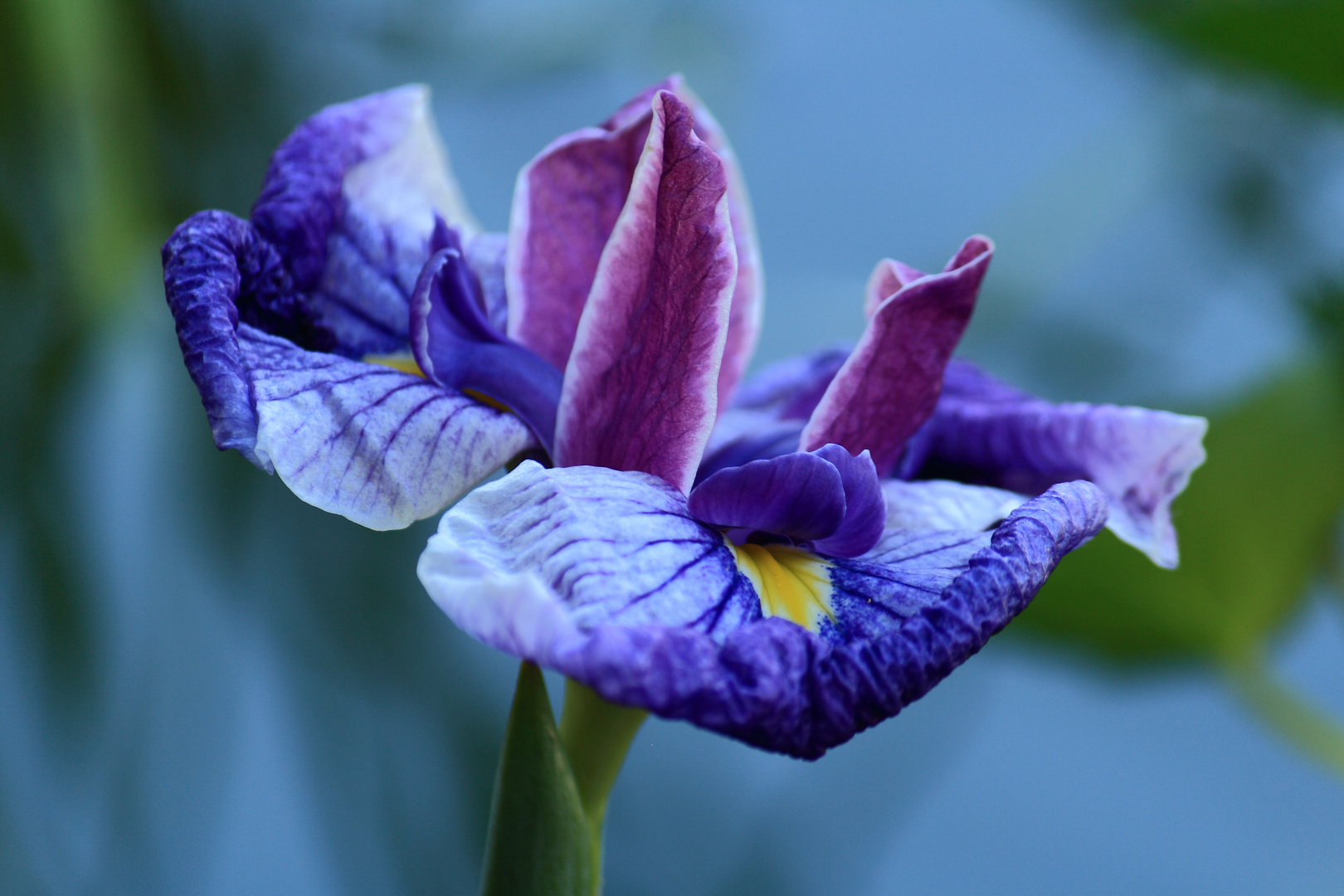 Die Blume im Teich