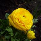 Die Blume in Gelb2........