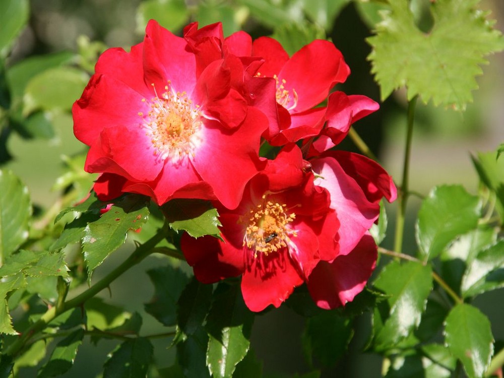 die blume in nachbars garten