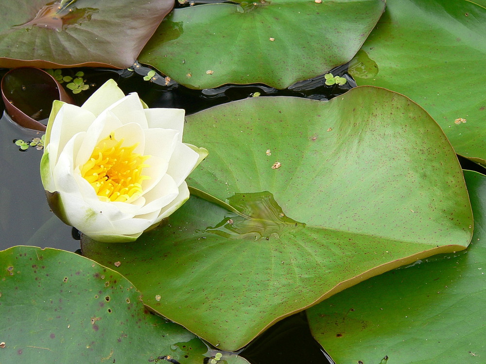 Die blume in unserem Teich