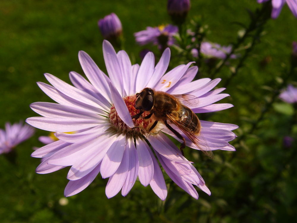 Die Blume ist besetzt