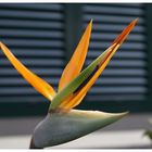 Die Blume Madeiras, Strelitzia reginae