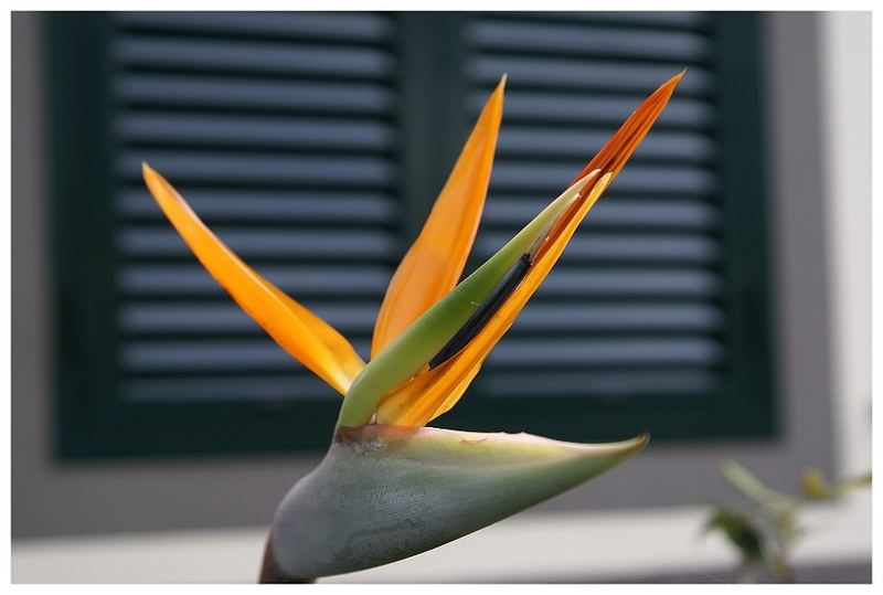 Die Blume Madeiras, Strelitzia reginae