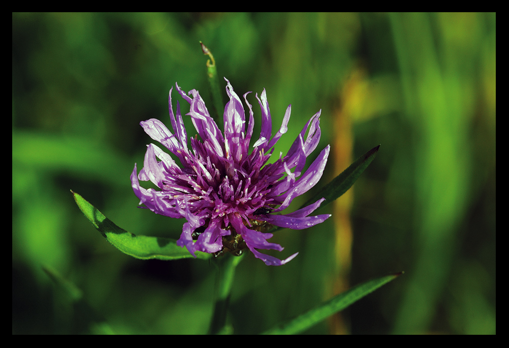 Die Blume nach dem Regen