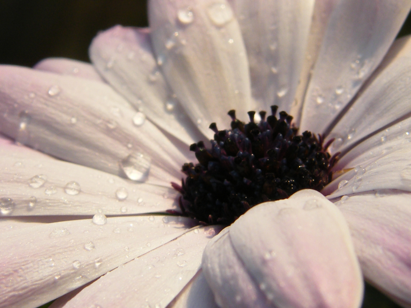 Die Blume nach dem Regen