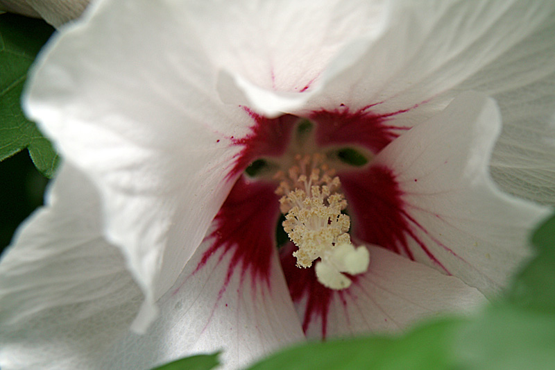 Die Blume sieht aus wie ein "Nasenbär"