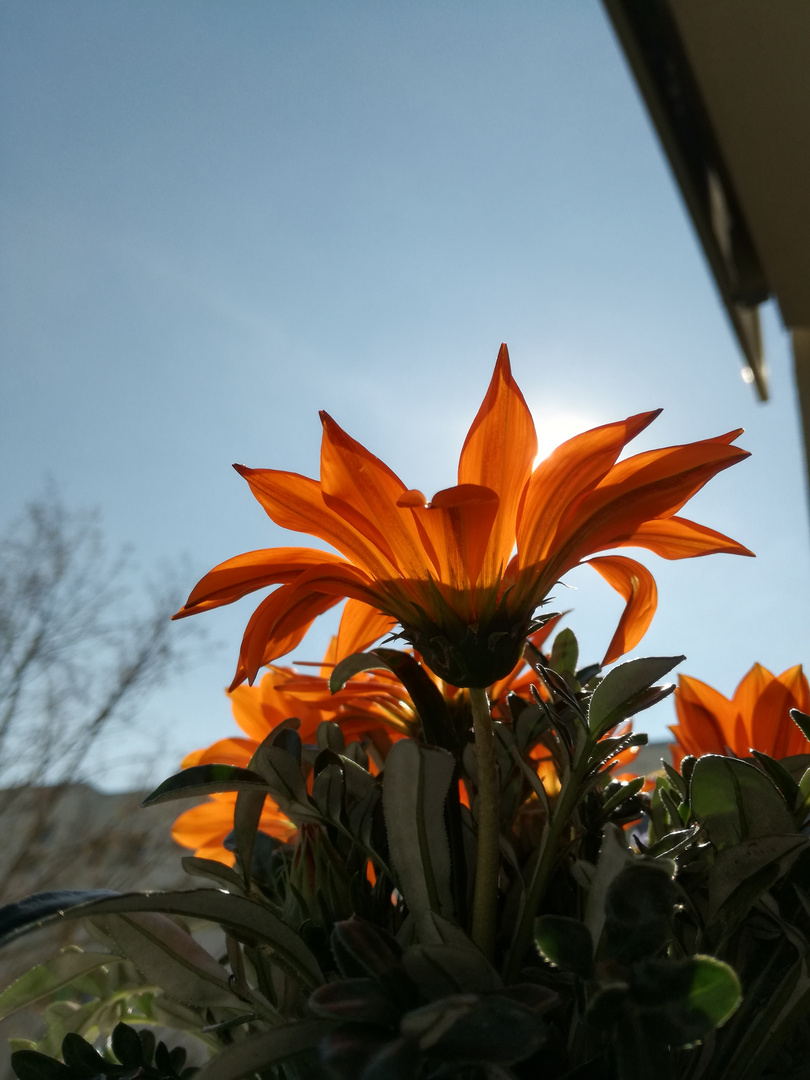 Die Blume strahlt wie die Sonne