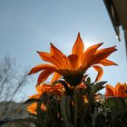 Die Blume strahlt wie die Sonne