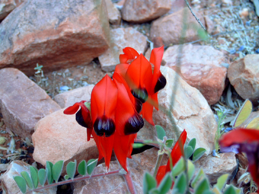 Die Blume Südaustraliens