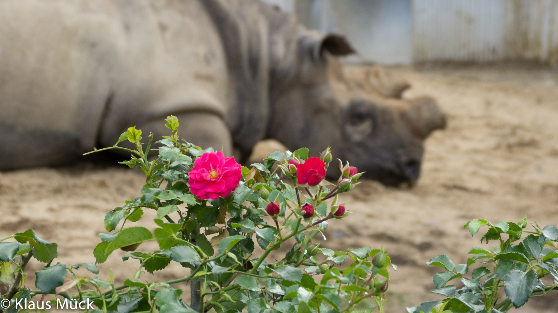 die Blume und das Nashorn