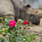 die Blume und das Nashorn