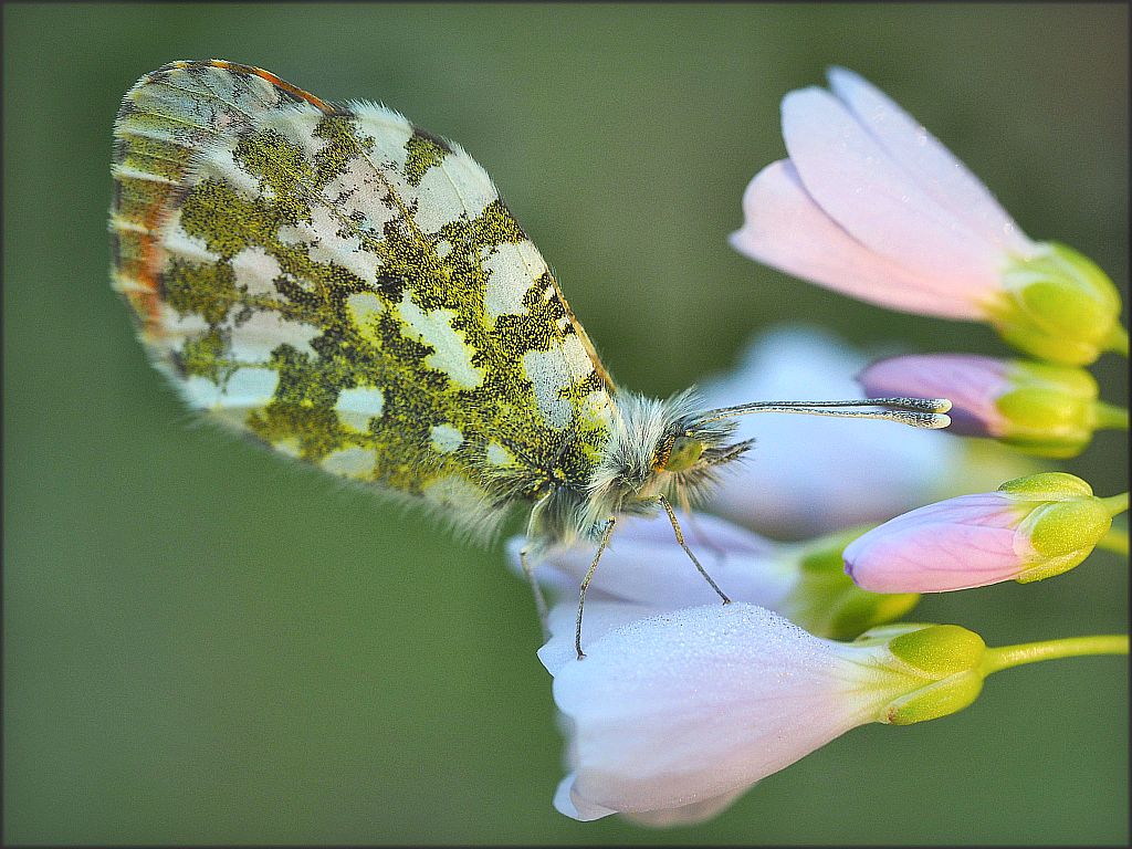 Die Blume und der Schmetterling ...