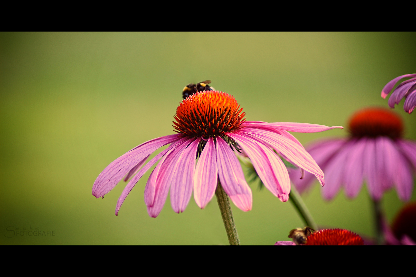Die Blume und die Biene