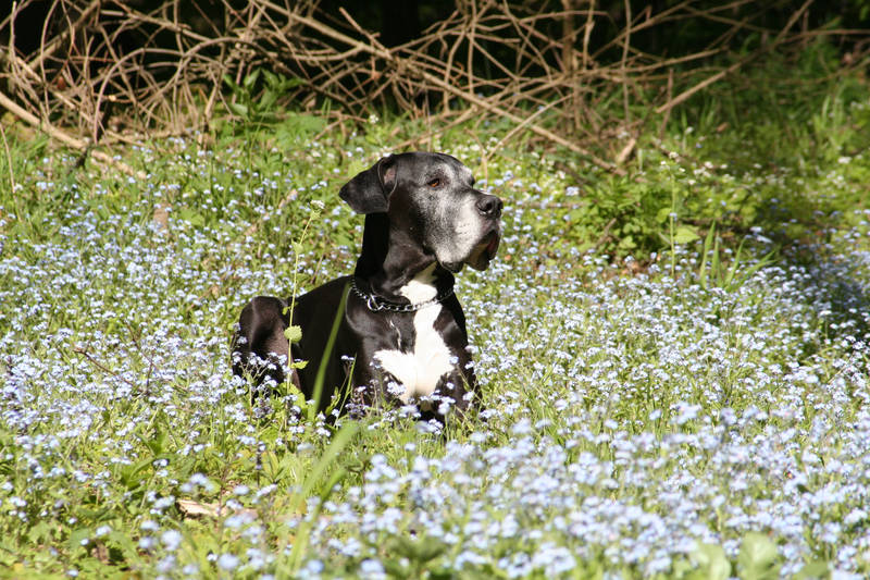 Die Blume unter den Blümchen