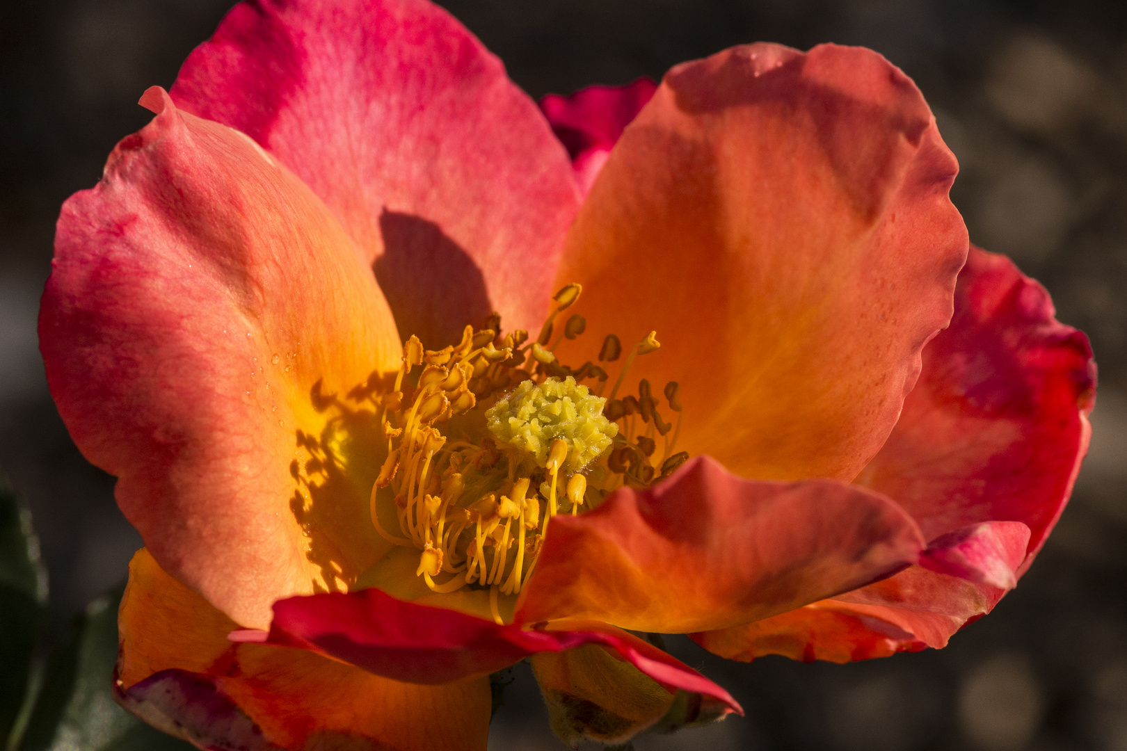 Die Blume verblüht, die Frucht muss treiben. Friedrich Schiller