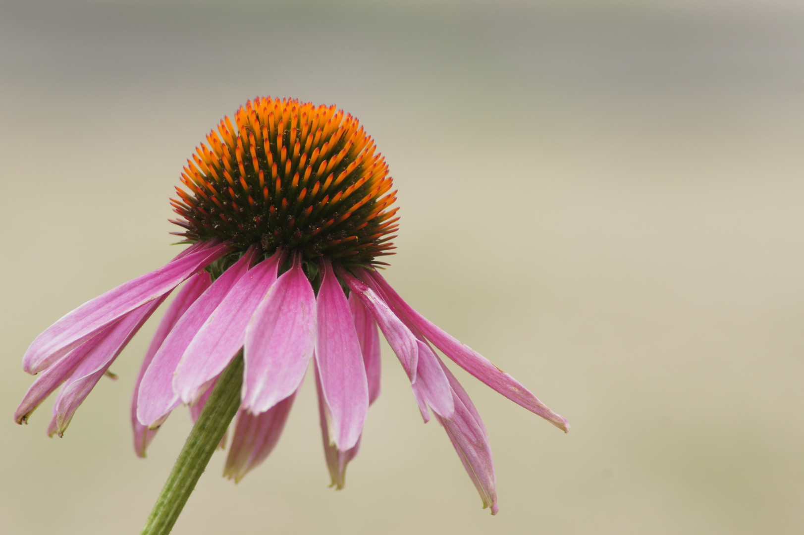 die Blume von Nebenan