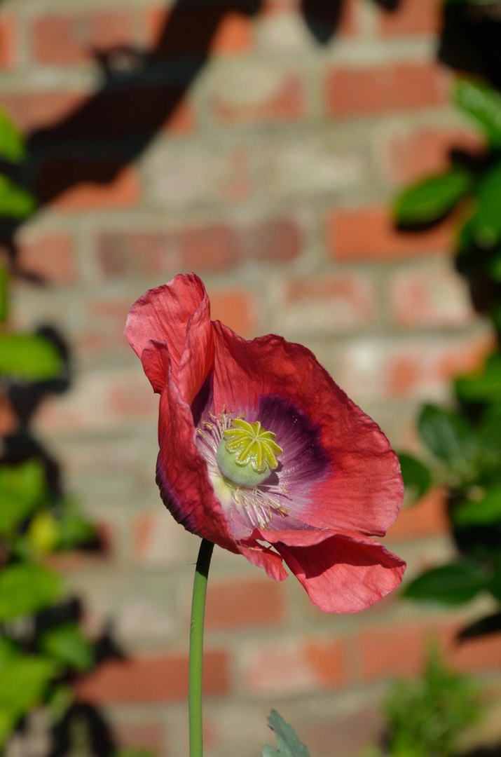 Die Blume vor der Mauer