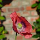 Die Blume vor der Mauer