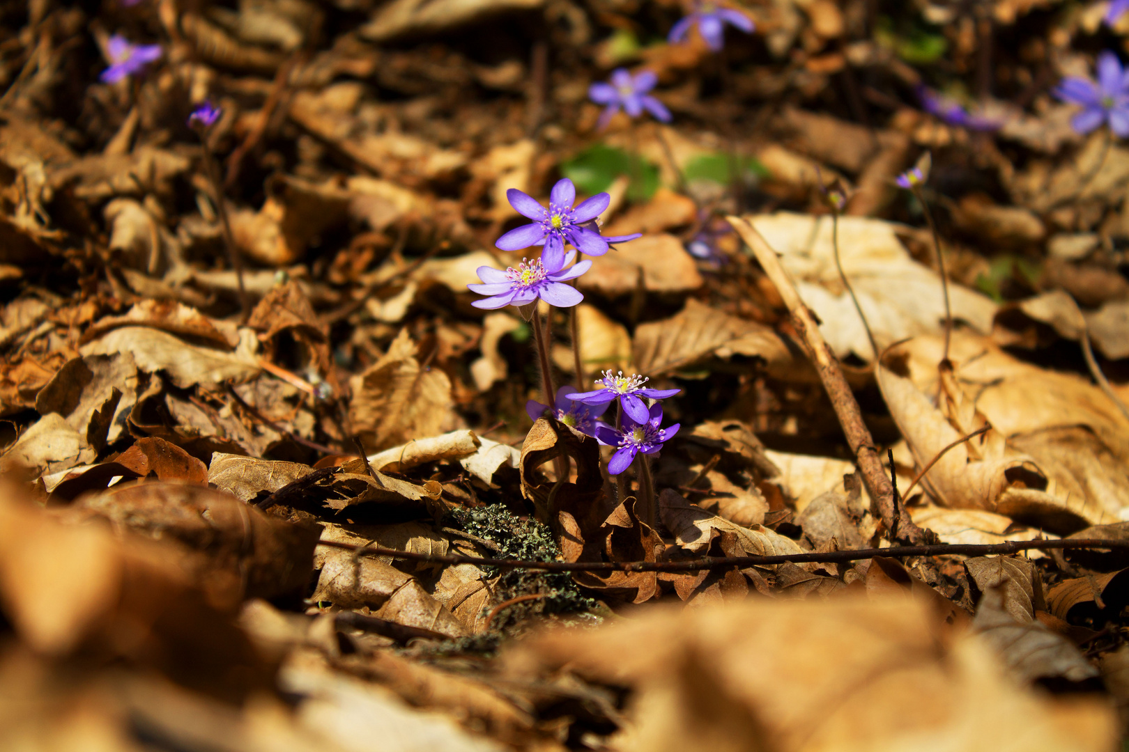 Die Blumen