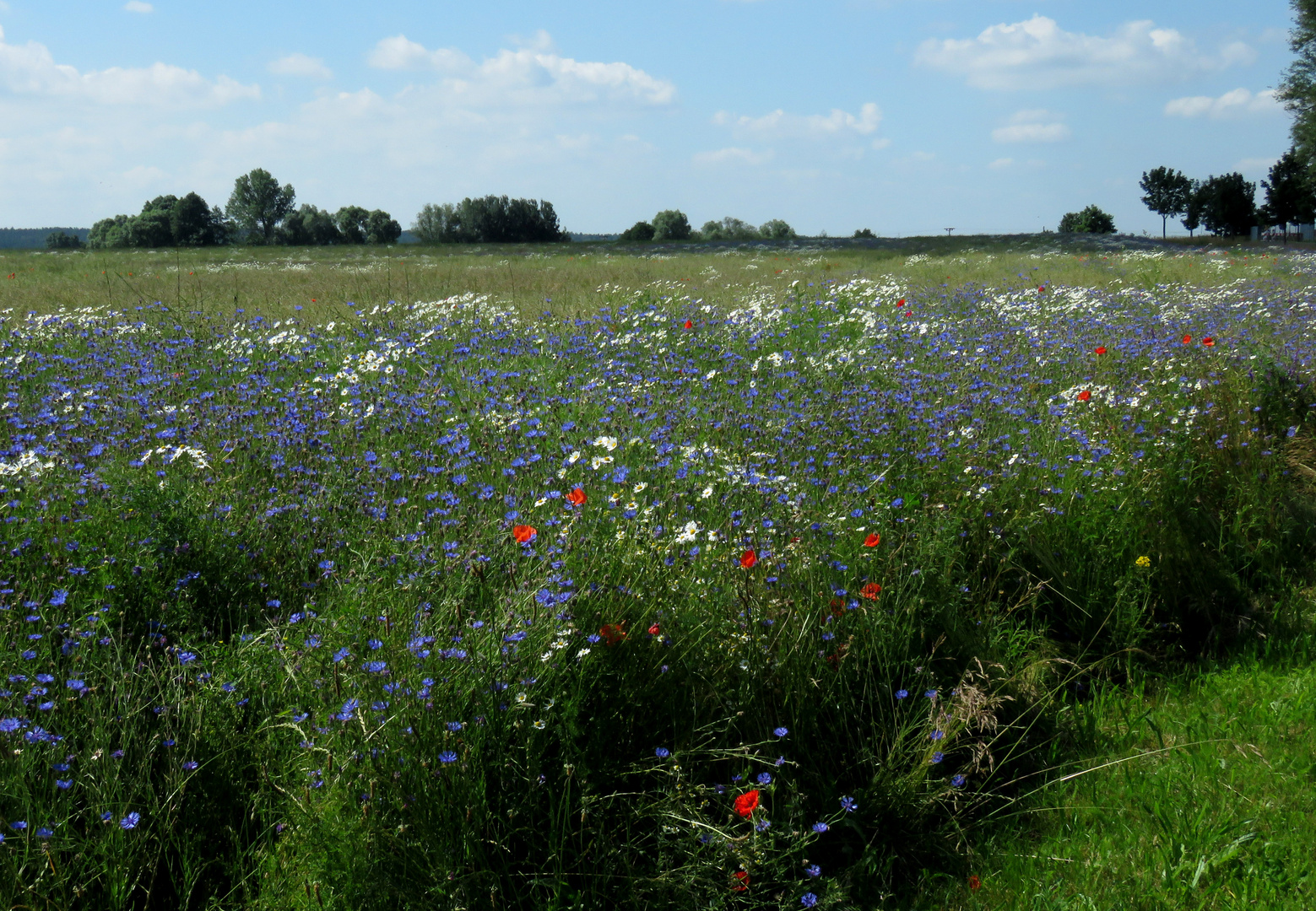 Die Blumen am Rande eines Rapsfeldes