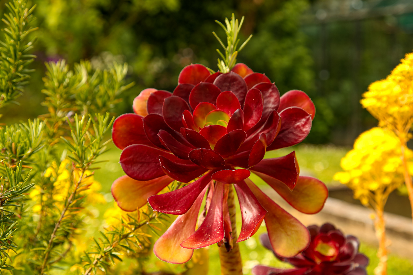 Die Blumen am Schloß