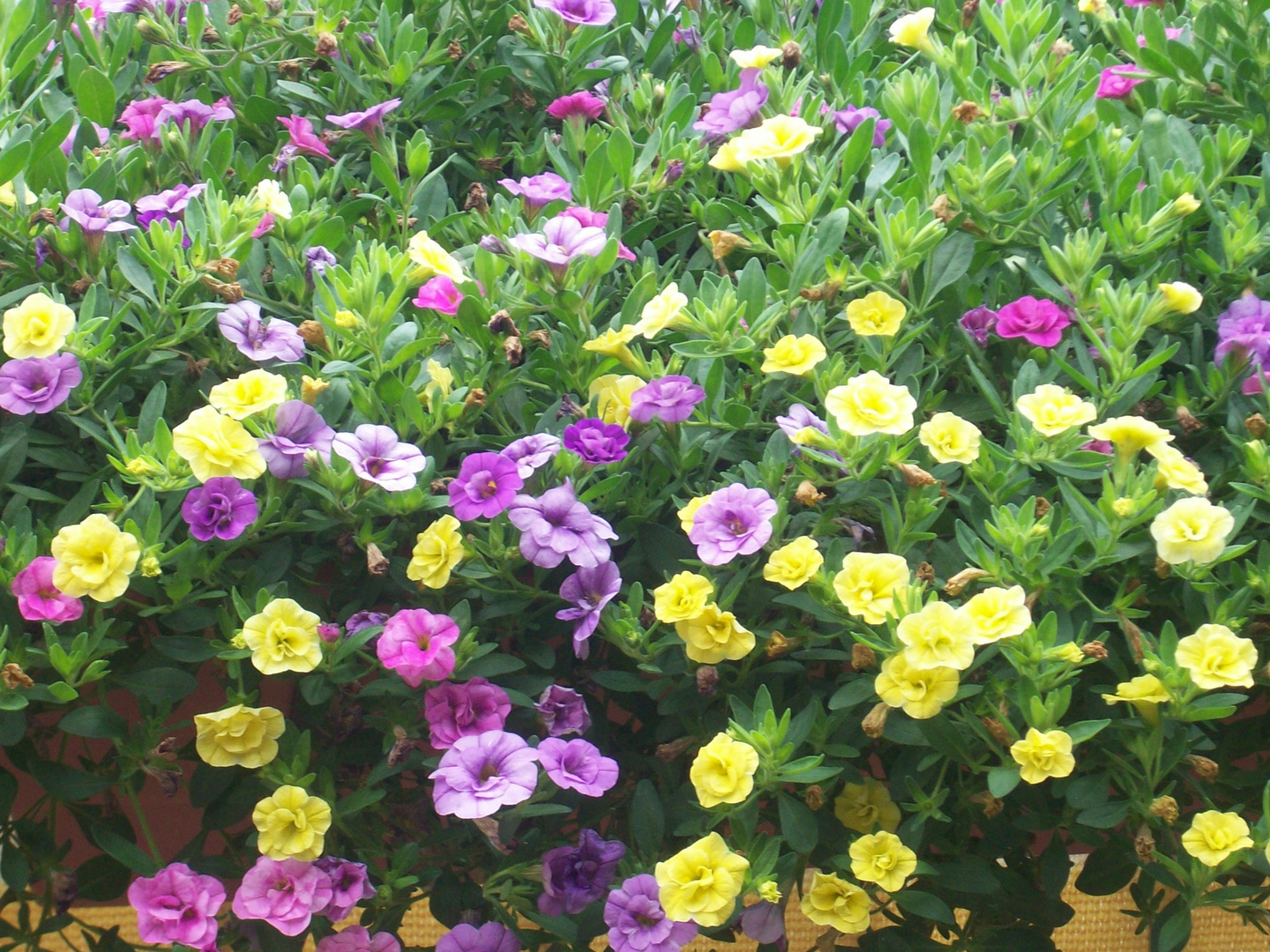 Die Blumen auf meinem Balkon