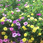 Die Blumen auf meinem Balkon