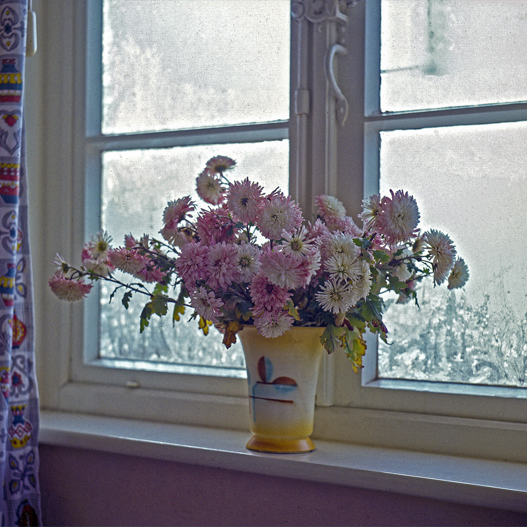 Die Blumen Auf Omis Fensterbank Analoge Fotografie Von 1965 Foto Bild Fenster Winter Natur Bilder Auf Fotocommunity