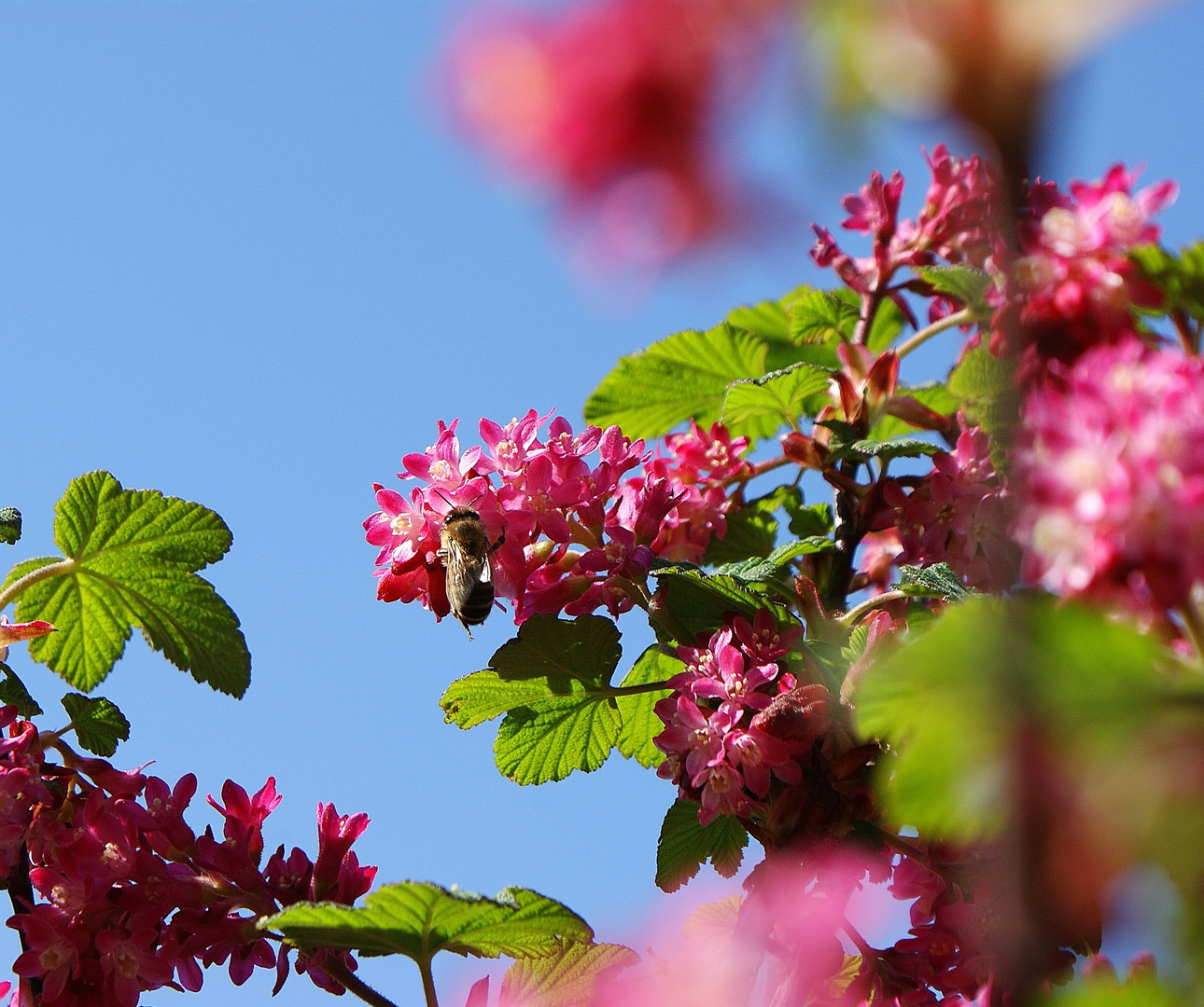 die Blumen blühen und die Bienen kommen...