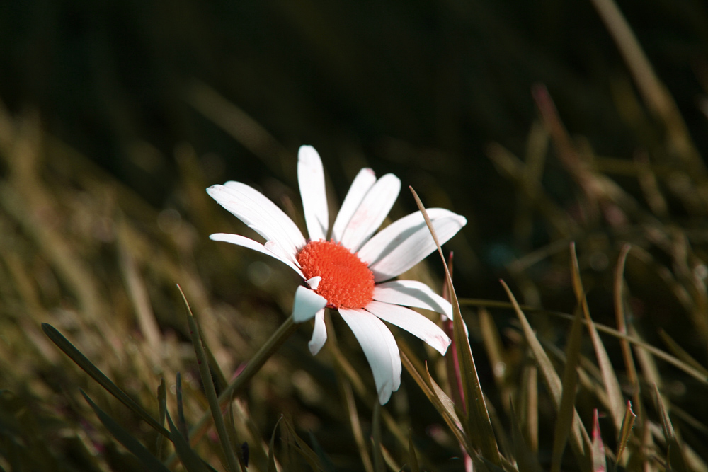 die Blumen bluten