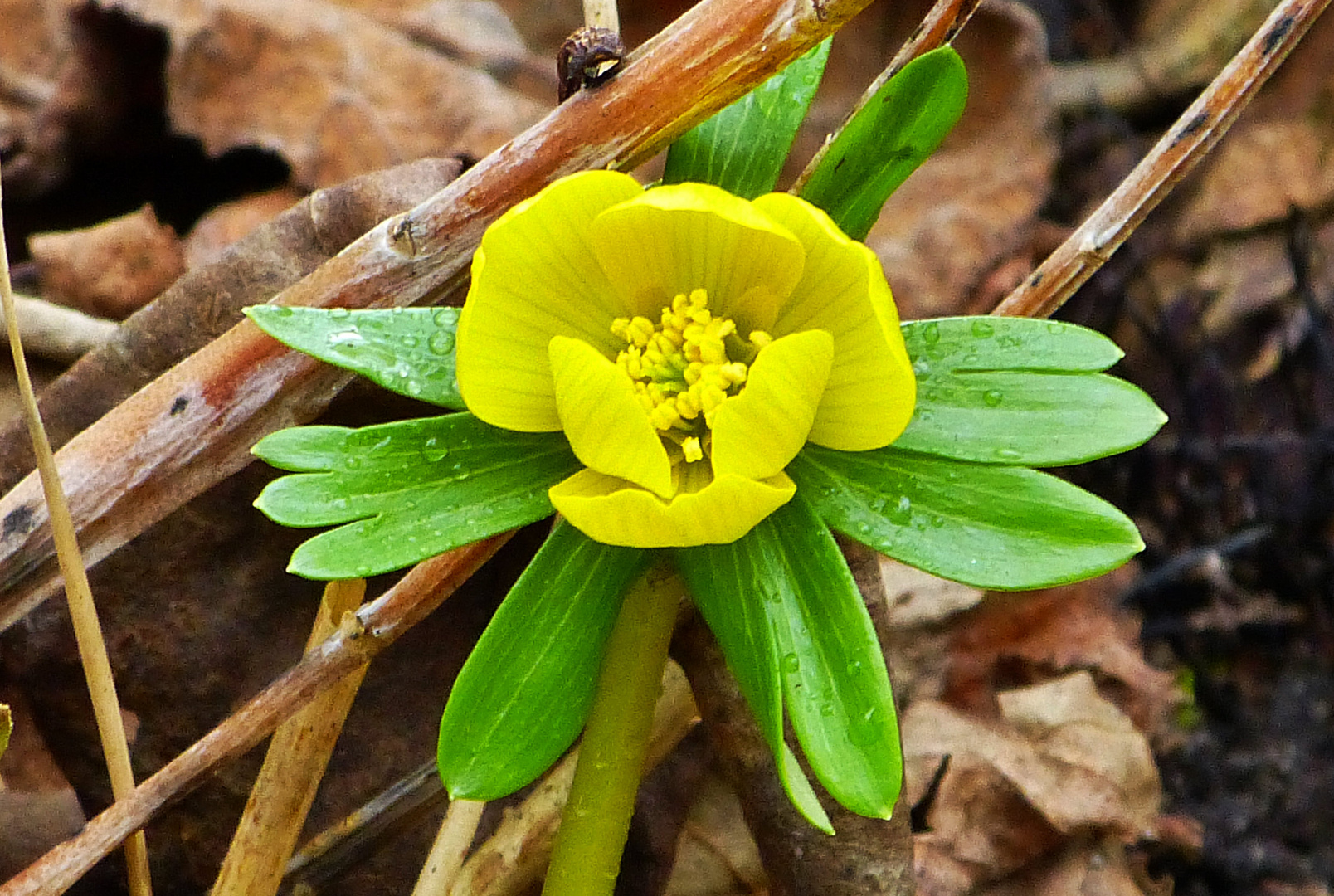 die Blumen 