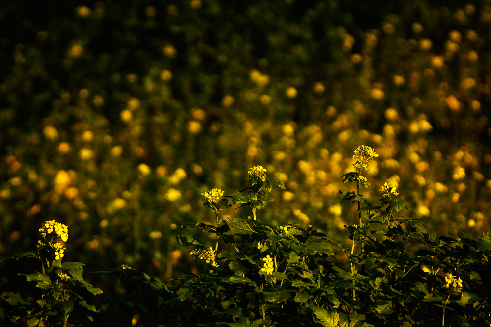 Die Blumen der Felder