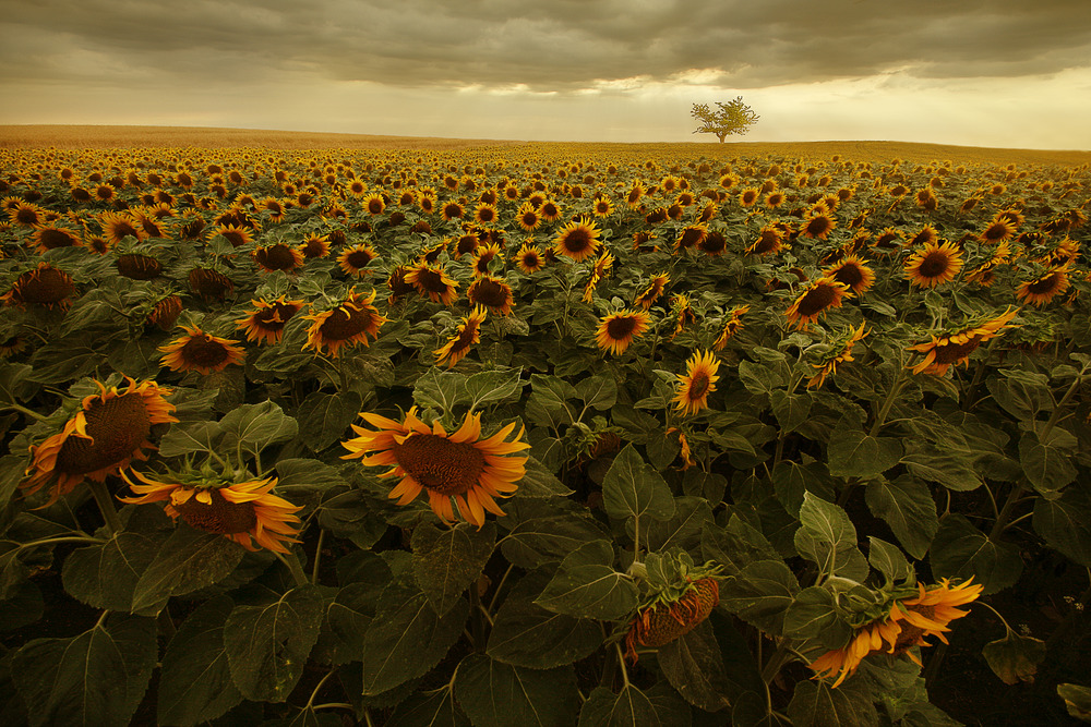 Die Blumen der Sonne blühen wieder