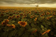 Die Blumen der Sonne blühen wieder