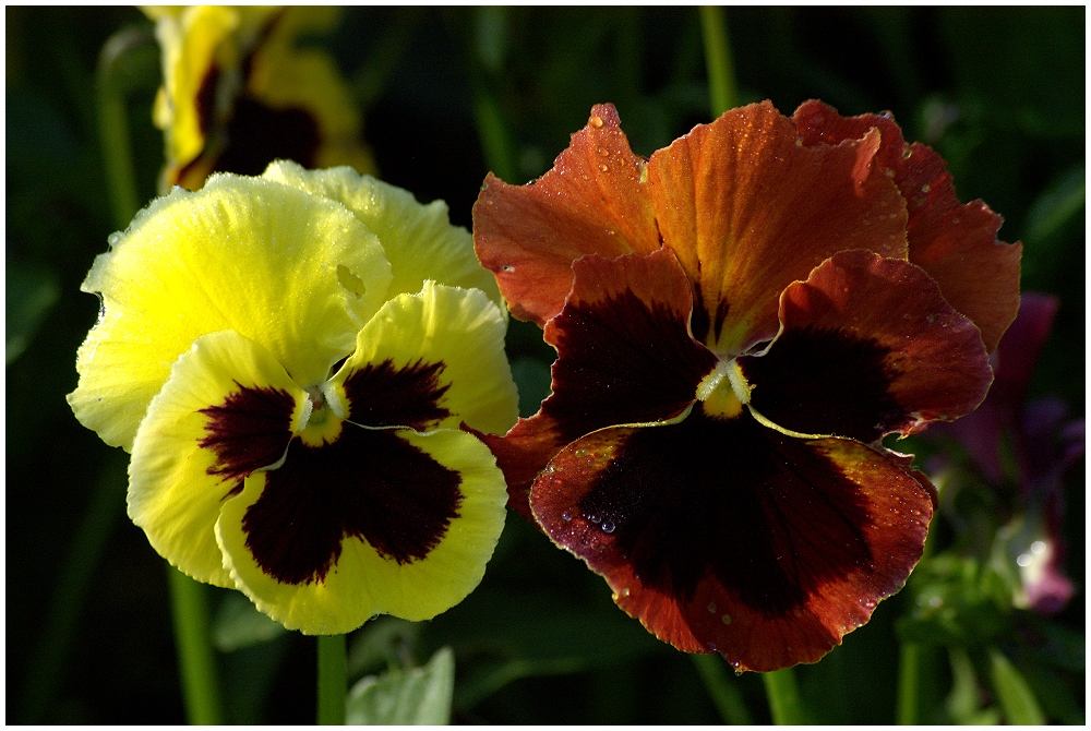 Die Blumen des Bösen oder die dunkle Seite der Macht