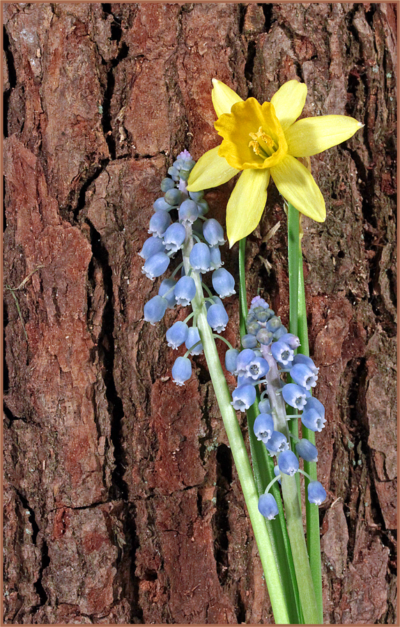 Die Blumen des Frühlings