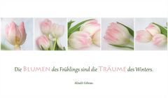 DIE BLUMEN DES FRÜHLINGS ...