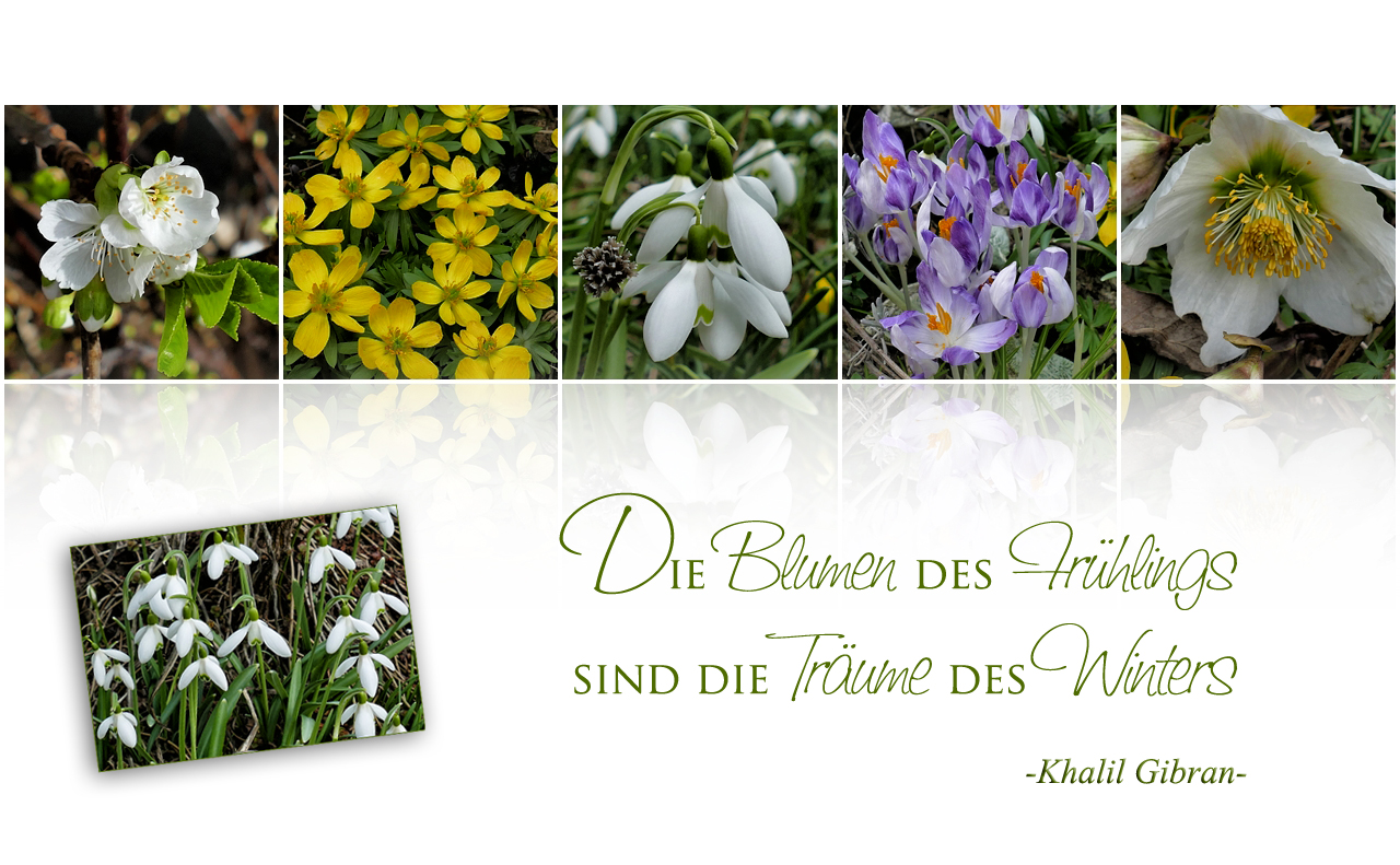 DIE BLUMEN DES FRÜHLINGS ...