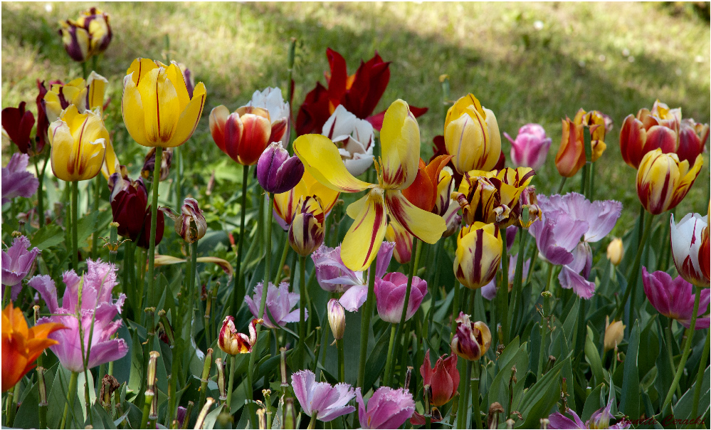 Die Blumen des Frühlings...