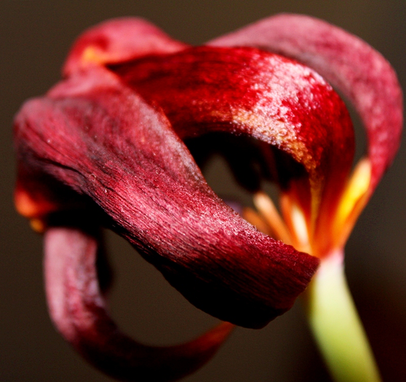 Die Blumen des Frühlings sind die Träume des Winters.