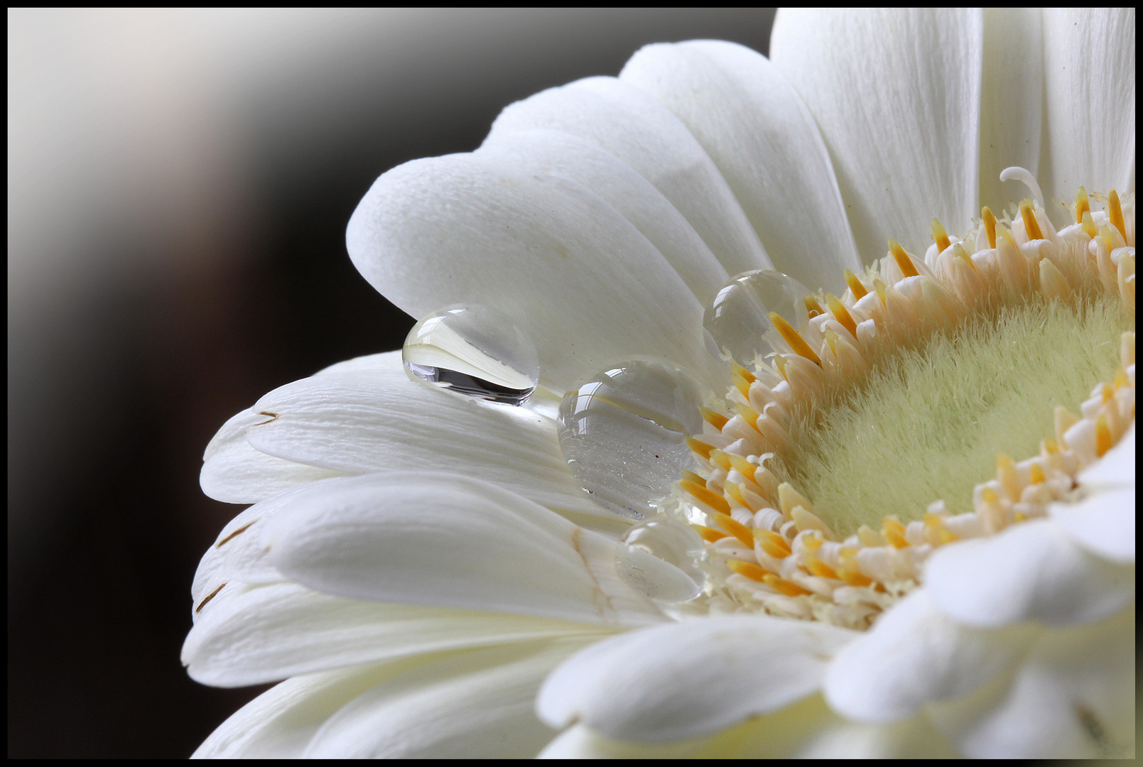 Die Blumen des Frühlings sind die Träume des Winters