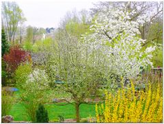 Die Blumen des Frühlings sind die Träume des Winters. Gibran