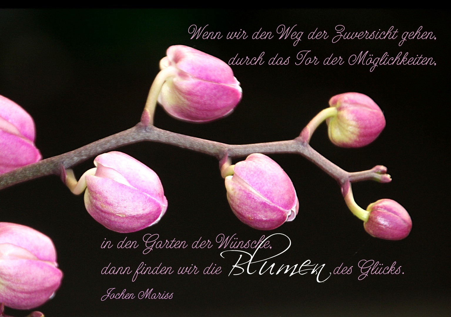 Die Blumen des Glücks im Garten der Wünsche Foto & Bild karten und
