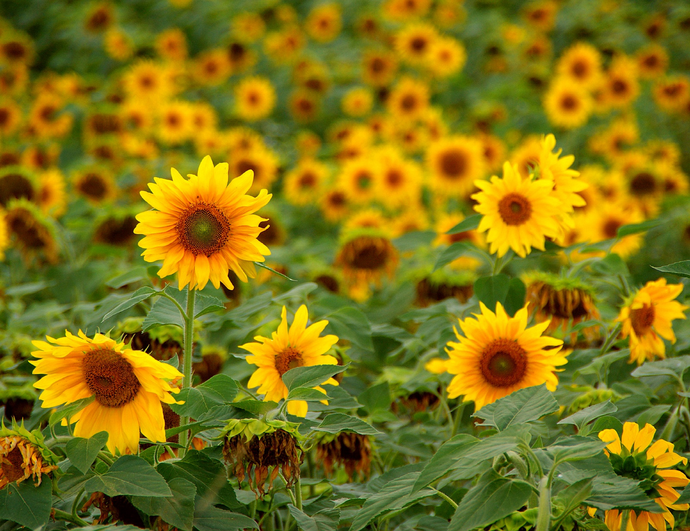 Die Blumen des Sommers