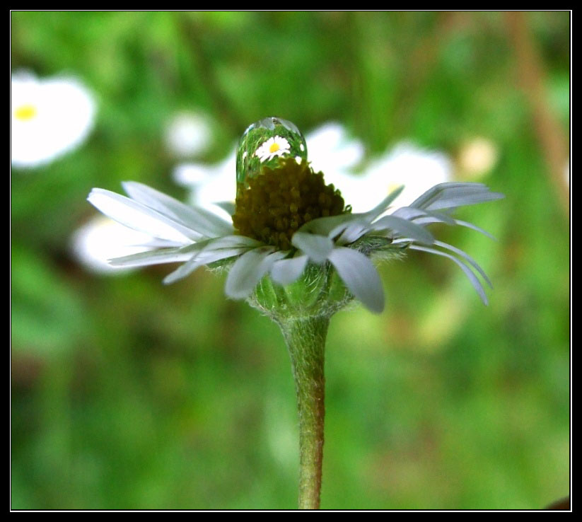 Die Blumen