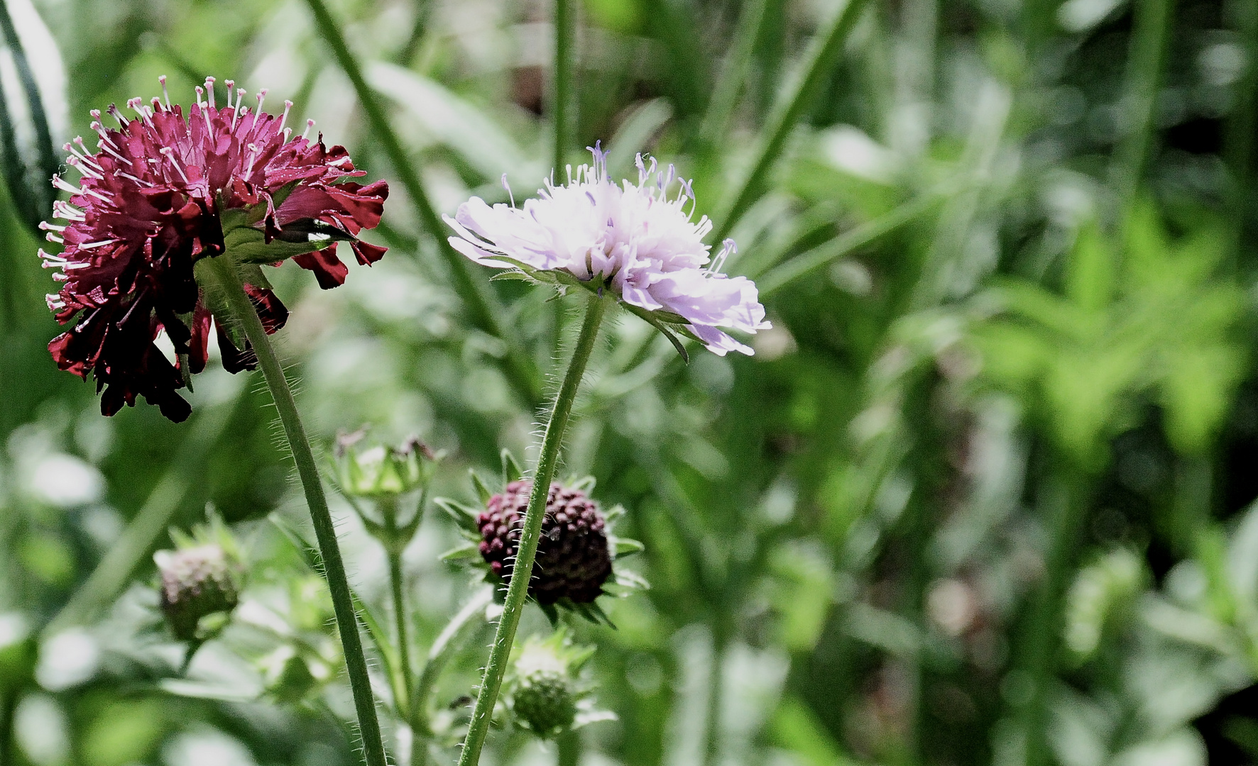 Die Blumen