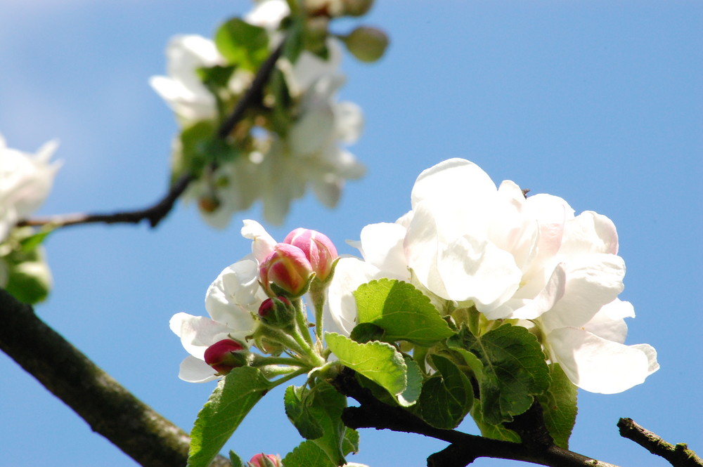 Die Blumen für den Straus