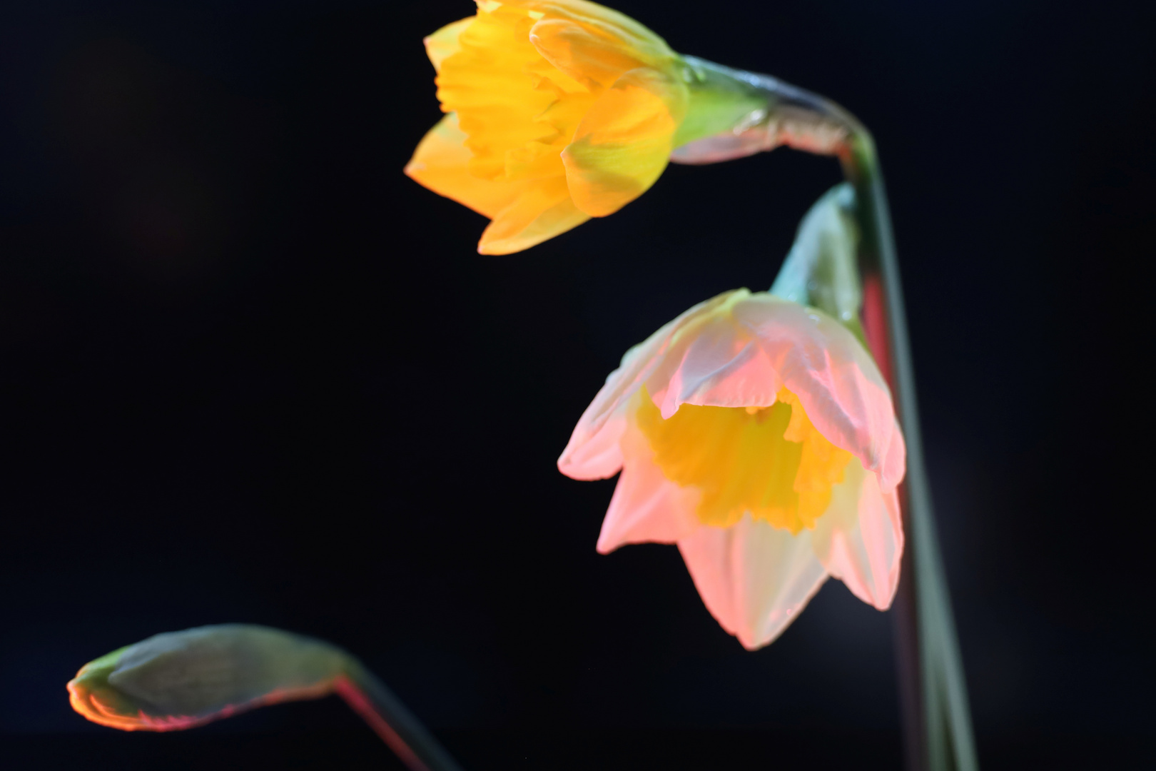 Die Blumen geben Pfötchen