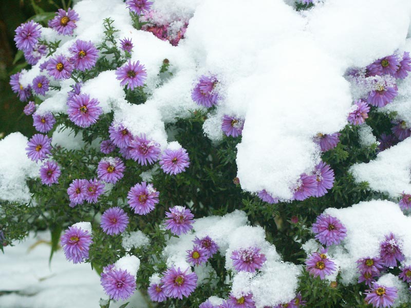 Die Blumen im Schnee