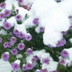 Die Blumen im Schnee